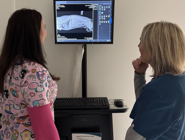 Pet Digital Radiology