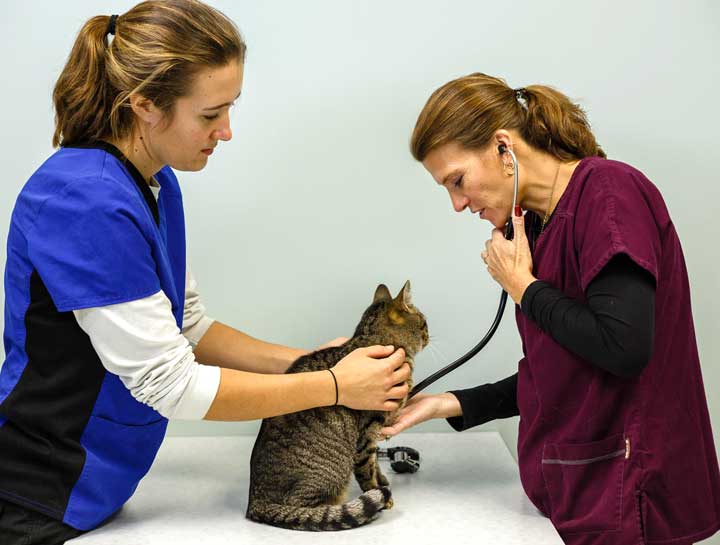 Preventive Care for Cats