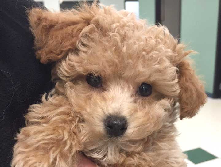 Puppy & Kitten Care